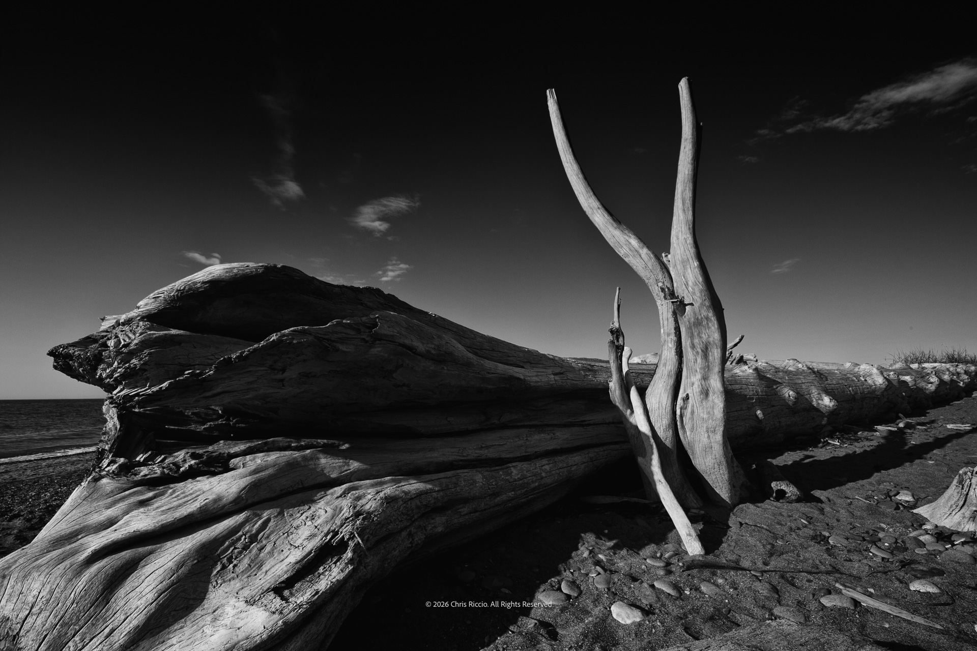 Driftwood