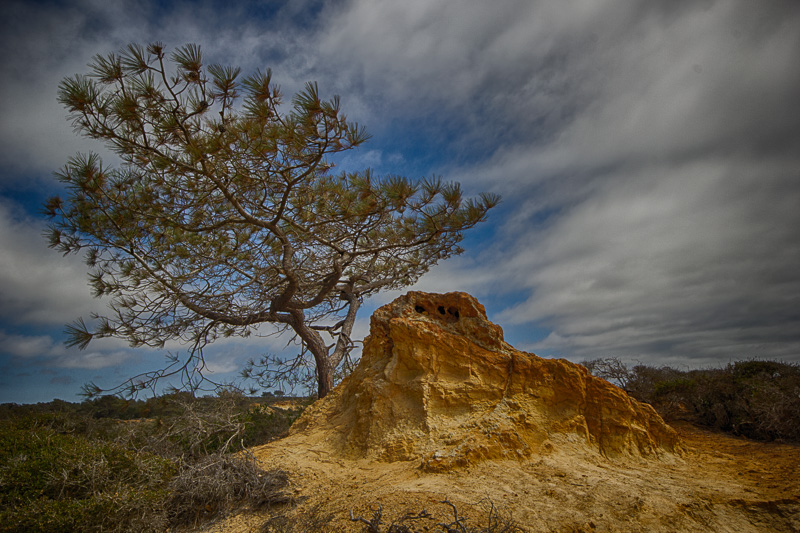 Torrey Pines